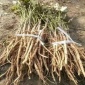 油用牡丹种子育苗需要斤种子 油料牡丹芽价格种植密度2019芽价格 易管理 签订回收合同